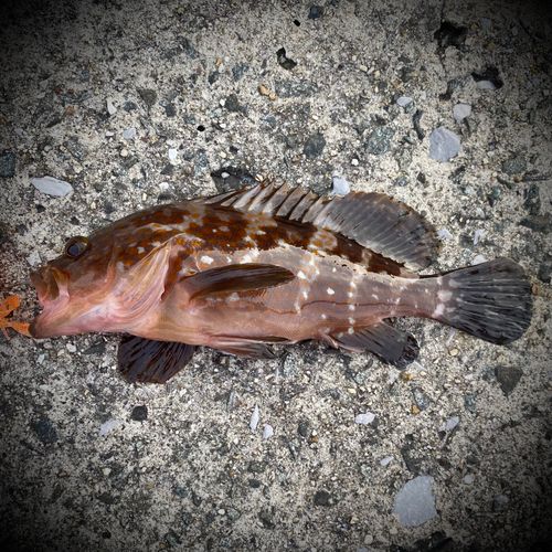 キジハタの釣果