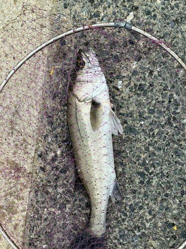 セイゴ（マルスズキ）の釣果