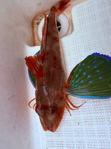 ホウボウの釣果