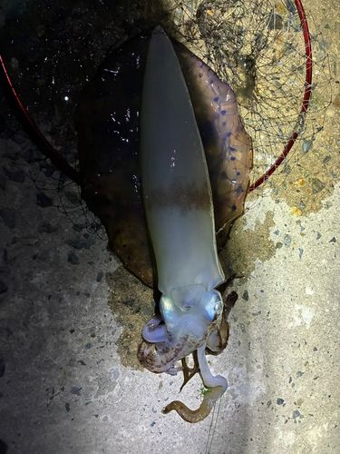 アオリイカの釣果