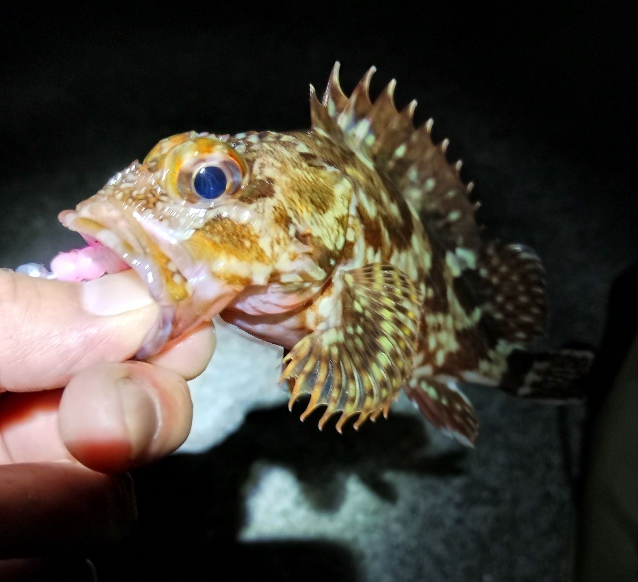 ガシラの釣果写真