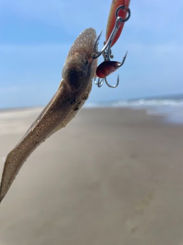 シタビラメの釣果