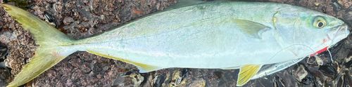 イナダの釣果