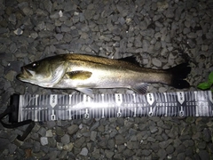 フッコ（マルスズキ）の釣果