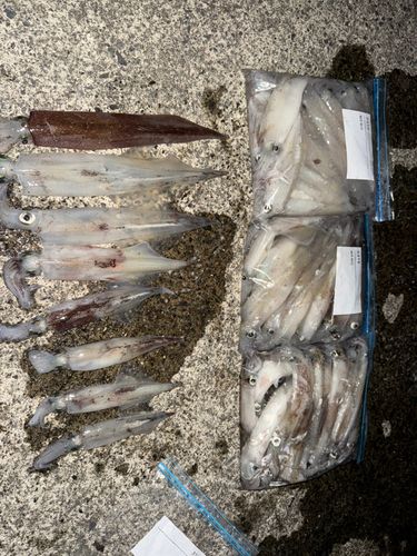 ヤリイカの釣果