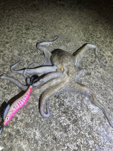 タコの釣果