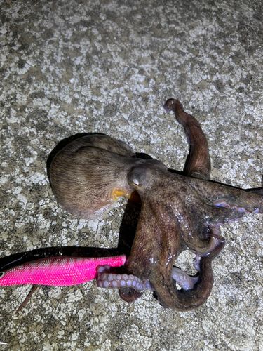 タコの釣果