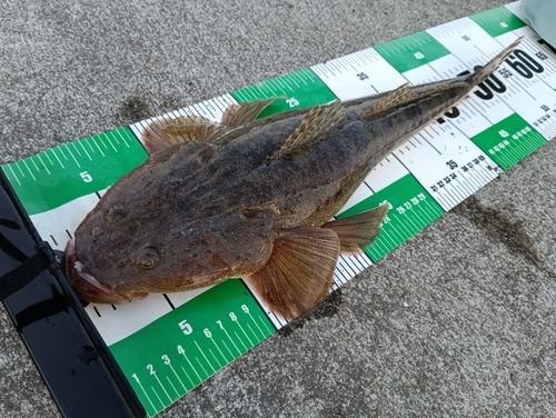 コチの釣果