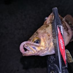 メバル