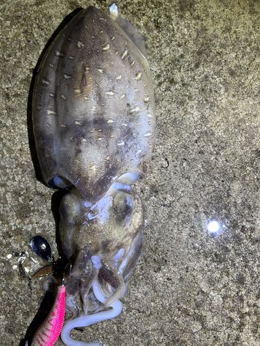 モンゴウイカの釣果