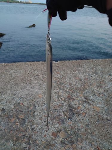 タチウオの釣果
