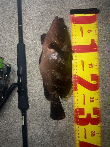 アコウの釣果