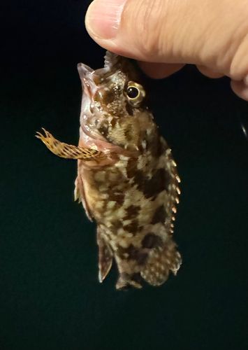 アラカブの釣果