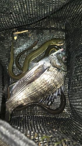 ウナギの釣果