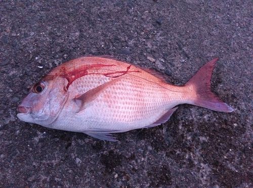 タイの釣果