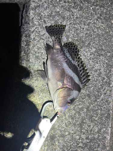 コショウダイの釣果