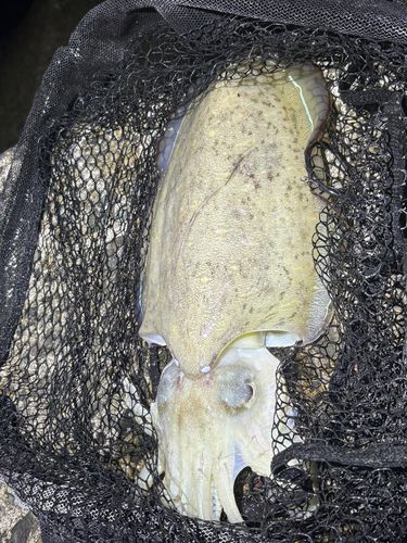 モンゴウイカの釣果