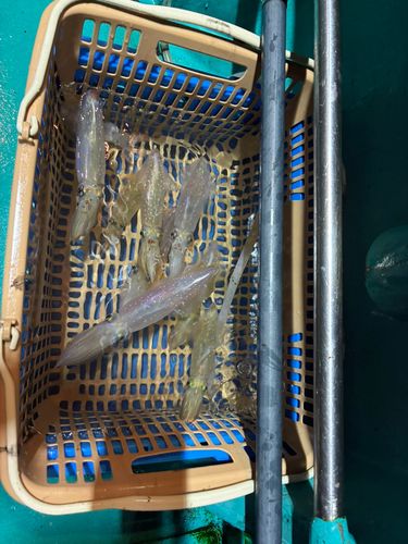 ケンサキイカの釣果