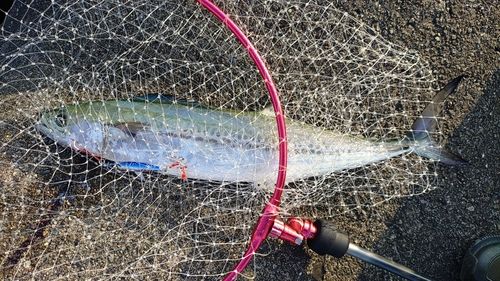 サゴシの釣果