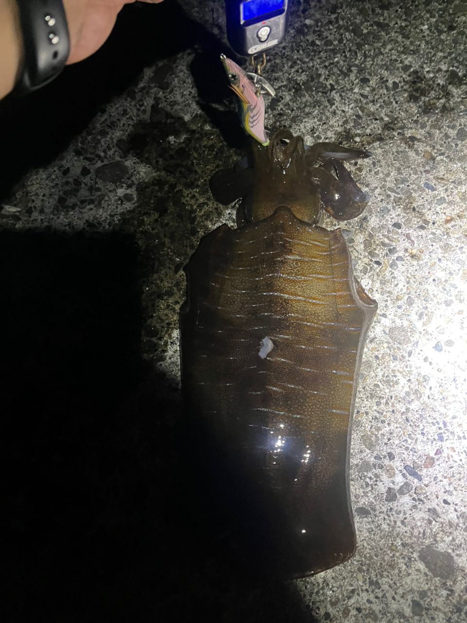 アオリイカの釣果写真