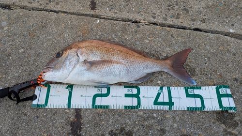 マダイの釣果