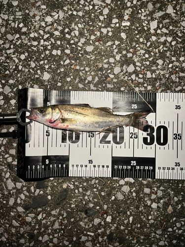 セイゴ（マルスズキ）の釣果