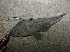 マゴチの釣果