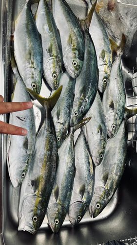 イナダの釣果