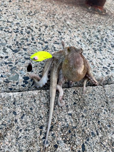 タコの釣果