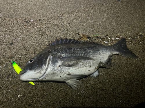チヌの釣果