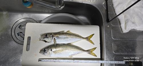 アジの釣果