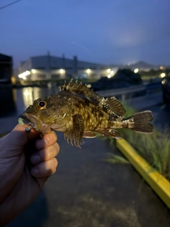 アラカブの釣果