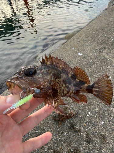 アラカブの釣果