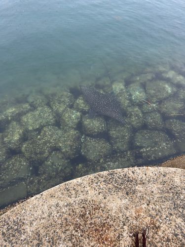 エイの釣果