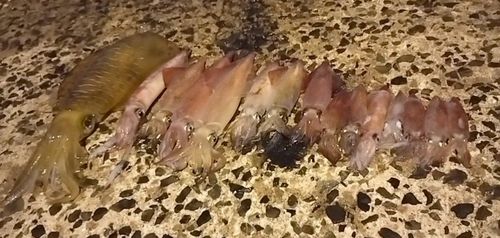 ケンサキイカの釣果
