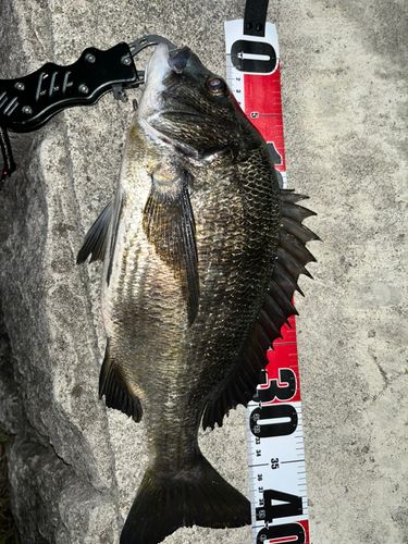 チヌの釣果
