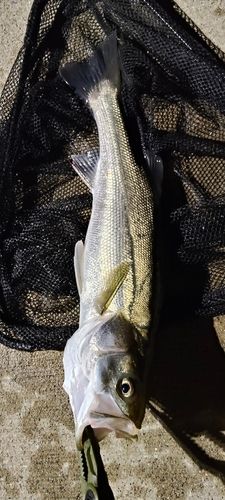 セイゴ（マルスズキ）の釣果