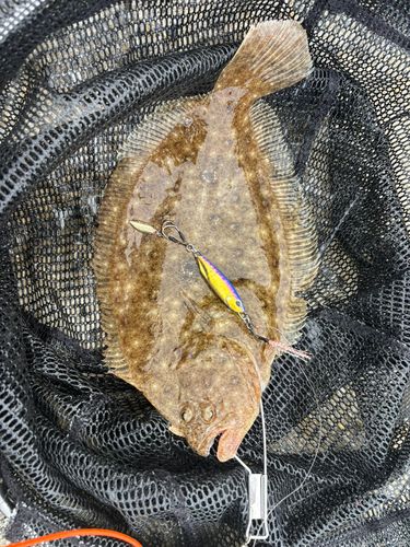 ガンゾウビラメの釣果