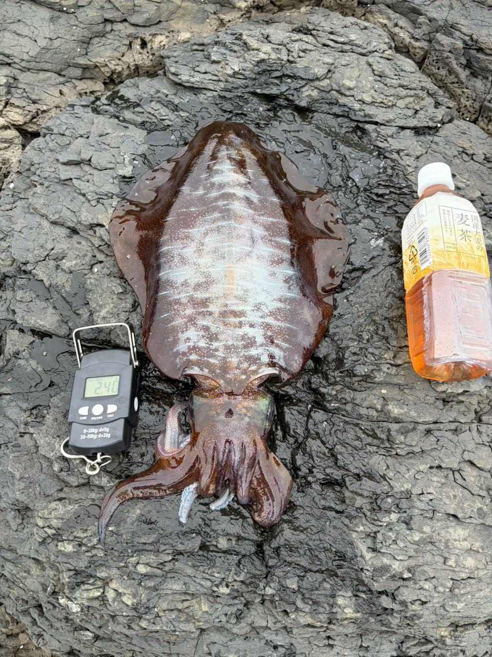 アオリイカの釣果写真