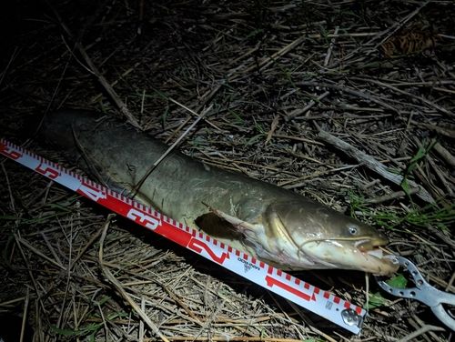 ナマズの釣果