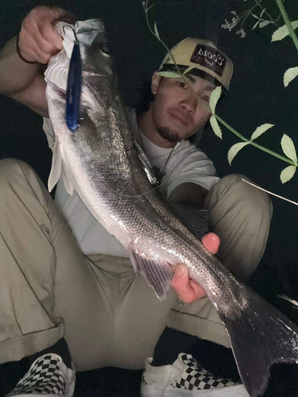 シーバスの釣果写真