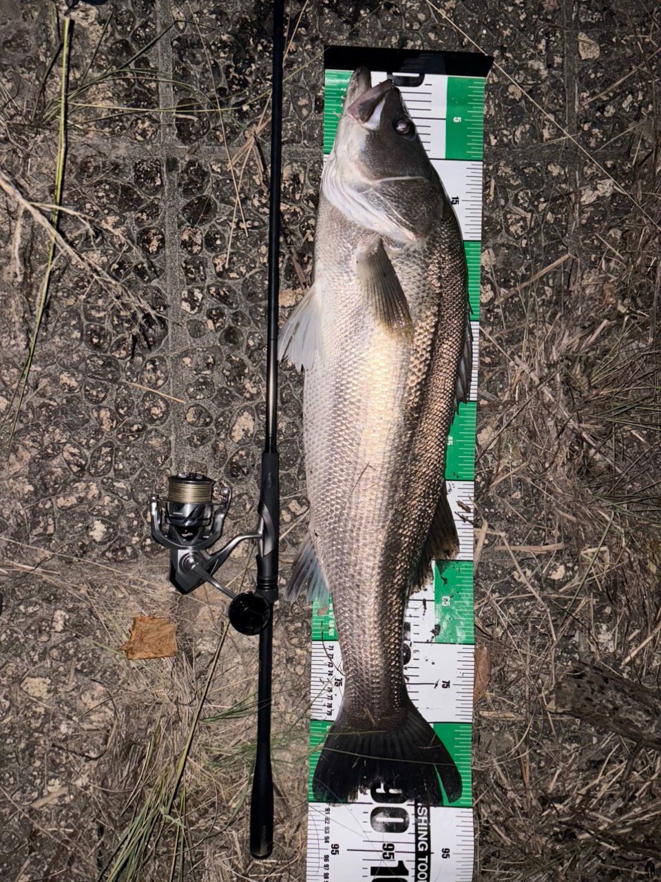 シーバスの釣果写真