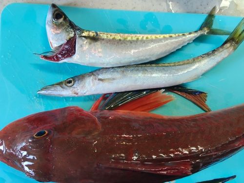 カマスの釣果