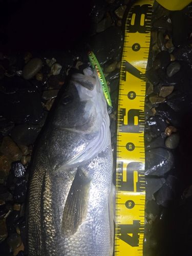 シーバスの釣果