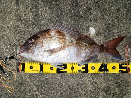 マダイの釣果