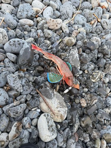 ホウボウの釣果