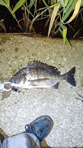 チヌの釣果