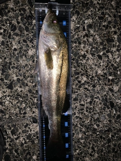 マルスズキの釣果