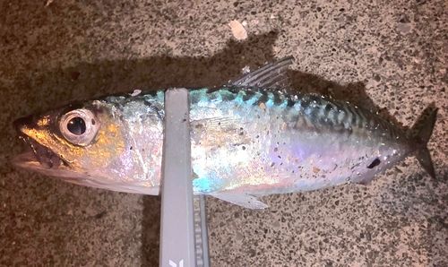 サバの釣果