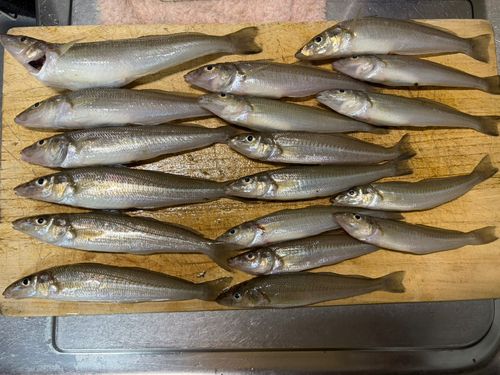 キスの釣果